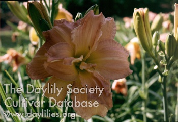 Daylily Scratch and Sniff
